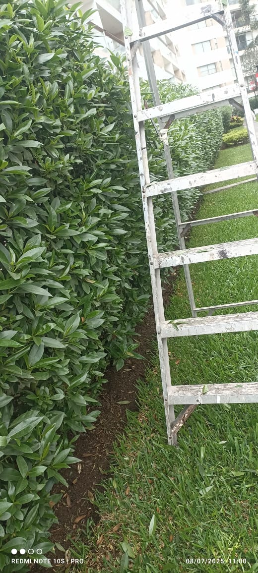 Diseño de jardines con arbustos y flores