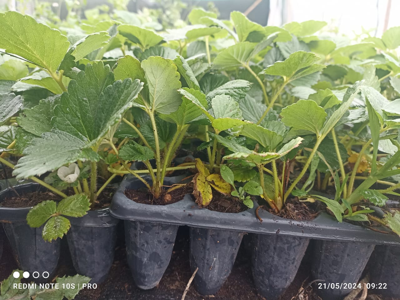 Suministros de jardinería