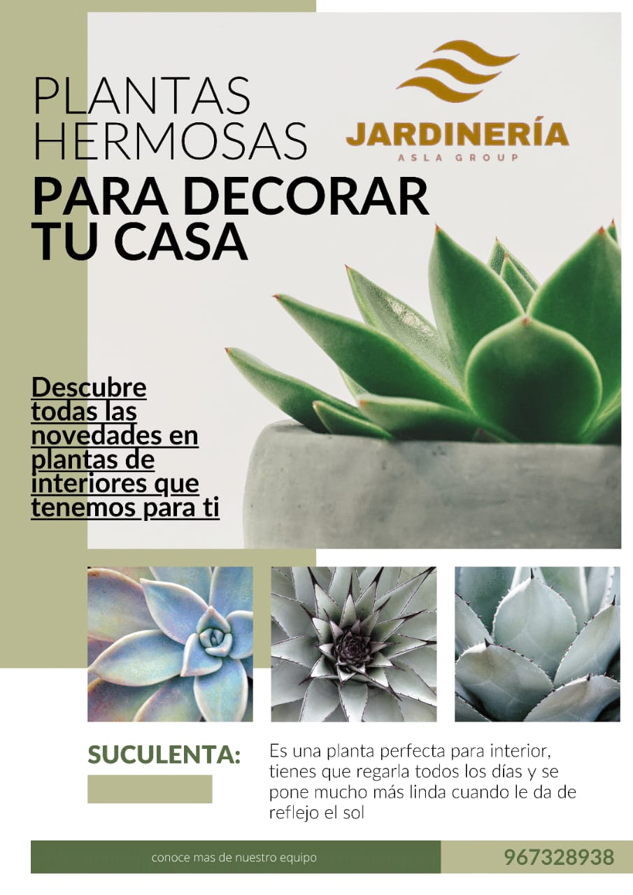 Variedad de plantas en nuestro vivero